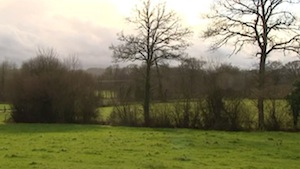 Haie bocagère de Chanu dans l'Orne, image France 3 Normandie