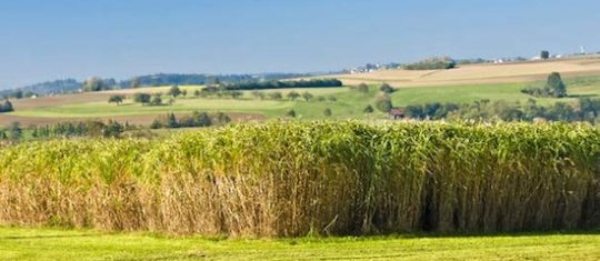 Champ de miscanthus en végétation, photo France Miscanthus