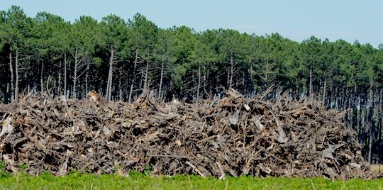 La valorisation énergétique des souches dans les Landes permet de mobiliser plus de biomasse, photo Frédéric Douard