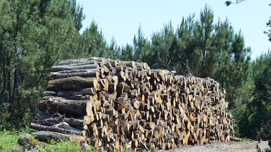 Pile de chêne dans le massif des Landes de Gascogne, photo Frédéric Douard