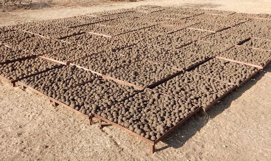 Projet biocombustible Yaakaar au Sénégal, photo Projets Solidaires