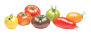 Tomates, photo Solarenn