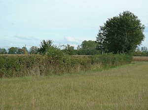 Haie agricole, photo Chambre d'agriculture de l'Allier