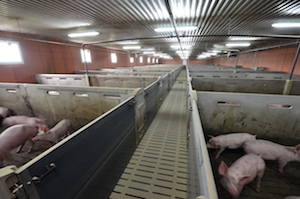 L'élevage de la SCEA Texier à Saint-Nicolas-du-Tertre, photo Frédéric Douard
