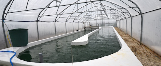La serre et le bassin de culture de la spiruline, photo Frédéric Douard