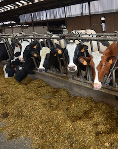 Le cheptel de vaches laitières du Gaec de la Fresnaie, photo Frédéric Douard
