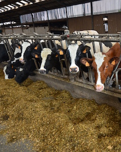Le cheptel de vaches laitières du Gaec de la Fresnaie, photo Frédéric Douard