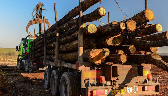 Transport de grumes de bois de chauffage, photo Piskorski