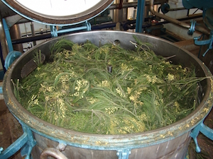 Cuve d'extraction du Mimosa au Maroc, photo Biolandes