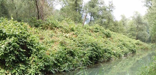 La Renoué du Japon en bord de rivière, photo Noremat