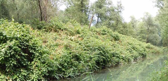 La Renoué du Japon en bord de rivière, photo Noremat