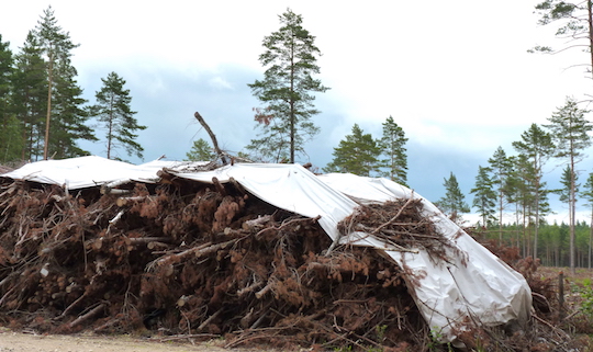 Pile de branches récupérées pour l'énergie en Lettonie, photo Frédéric Douard