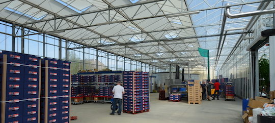 Atelier de conditionnement des tomates de l'EARL Saint-Nicolas, photo Frédéric Douard