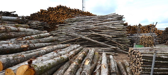 Le stock de châtaignier au séchage avant transformation, photo Frédéric Douard