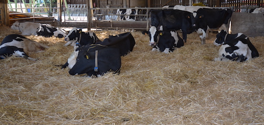 Vaches laitières, photo Frédéric Douard