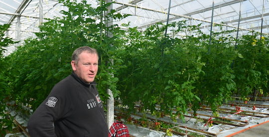 Arnaud Gouennou dans ses serres de tomates chauffées au bois, photo Frédéric Douard