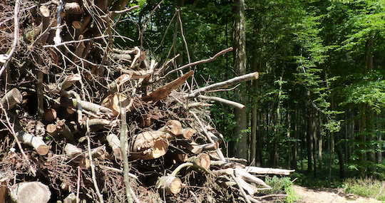 La commercialisation des sous-produits forestiers permet de financer la sylviculture menant à la production de bois d'oeuvre de qualité, photo Frédéric Douard