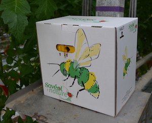 Ruche de bourdons pour la pollinisation des fleurs, photo Frédéric Douard