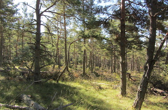 Les forêts ont besoin de recettes financières et donc de débouché pour être entrenues, photo Marie de Guisa, AgroParisTech