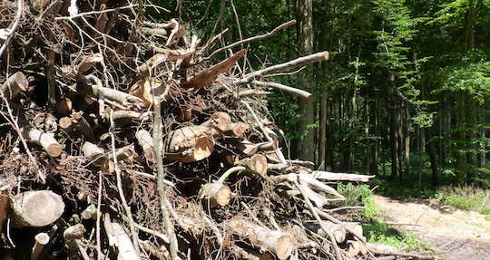 La commercialisation des sous-produits forestiers permet de financer la sylviculture menant à la production de bois d’oeuvre de qualité, photo Frédéric Douard 