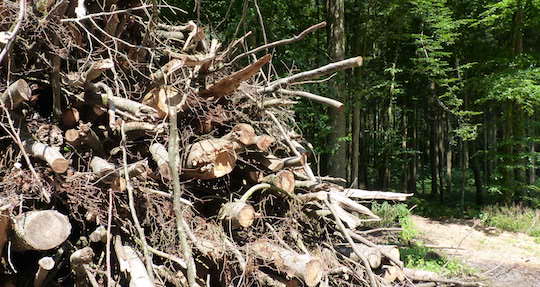 La commercialisation des sous-produits forestiers permet de financer la sylviculture menant à la production de bois d’oeuvre de qualité, photo Frédéric Douard