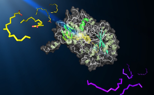 Vue stylisée d’une molécule de FAP convertissant des acides gras en hydrocarbures sous l’effet de la lumière bleue. La FAP est au centre. A sa gauche en jaune: molécules d’acides gras ; à sa droite en mauve : molécules d’hydrocarbures. Crédit Caroline EPLE
