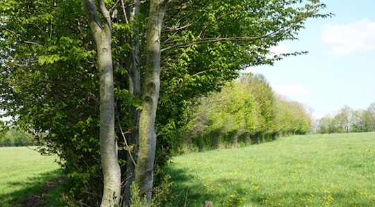 14 mai 2019, valoriser les ressources boisées de son territoire en énergie