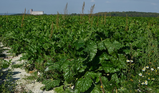 La filière européenne du bioéthanol menacée par le dumping américain