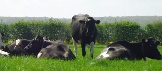 La ferme d’AgroParisTech injectera du biométhane  dans le réseau GRDF