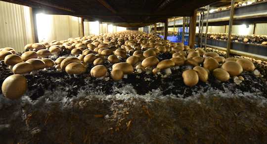 La centrale de trigénération bois d’Uden garantit des champignons neutres en CO2