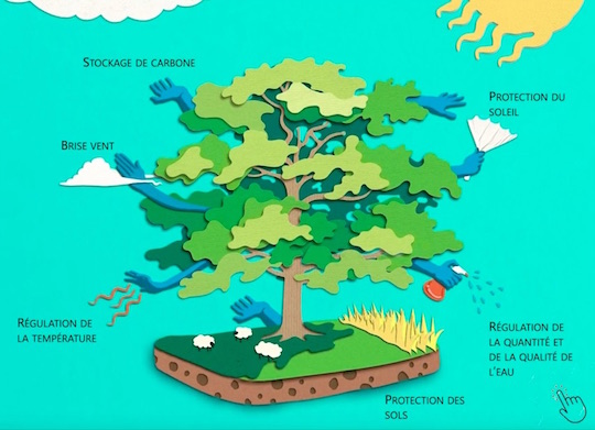 Remettre des arbres dans les champs pour une agriculture durable et encore plus de bois-énergie