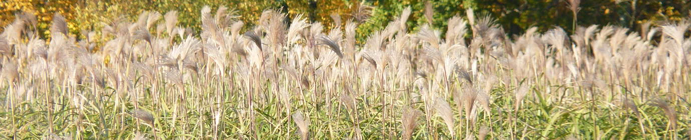 Miscanthus en fleur, photo Frédéric Douard