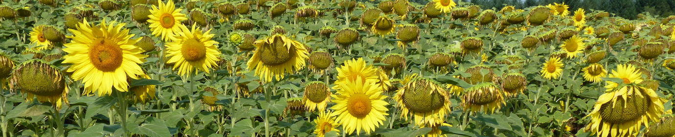 Tournesol, photo Frédéric Douard