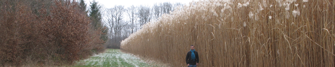 Miscanthus, photo Bourgogne Pellets