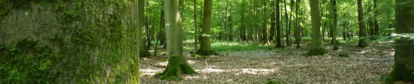 Hêtraie en forêt de Mormal, photo Frédéric Douard