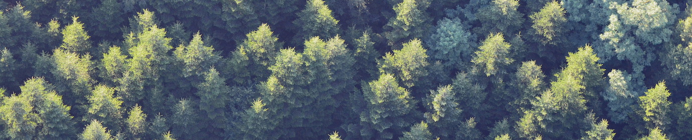 Survol forestier, photo Frédéric Douard