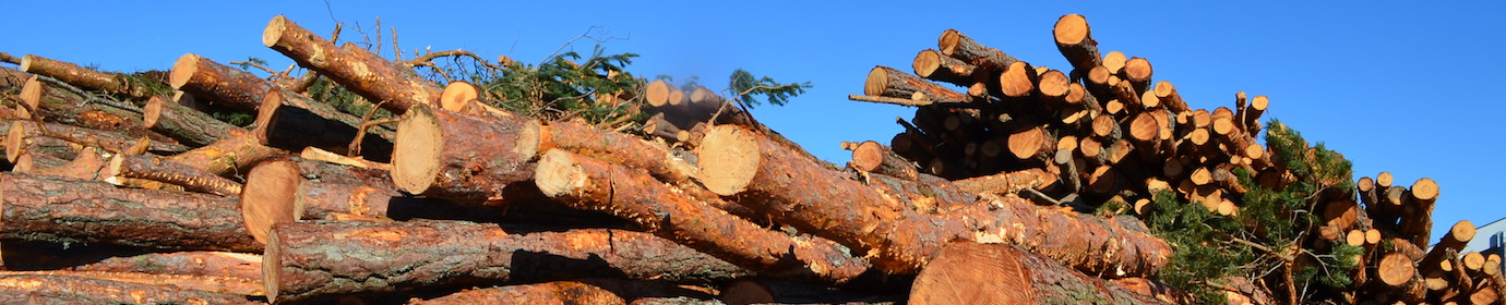 Stock de bois-énergie (Pin Laricio), photo Frédéric Douard