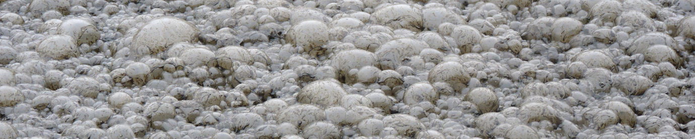 085_Bulles de biogaz, photo Frédéric Douard