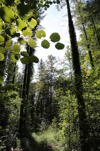 Le bois-énergie, gage de plus de biodiversité pour la forêt suisse