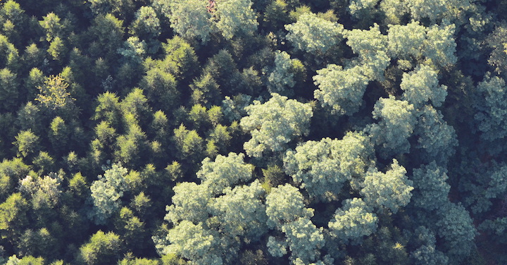 Une série de cinq vidéos pour mieux comprendre la filière forêt bois française