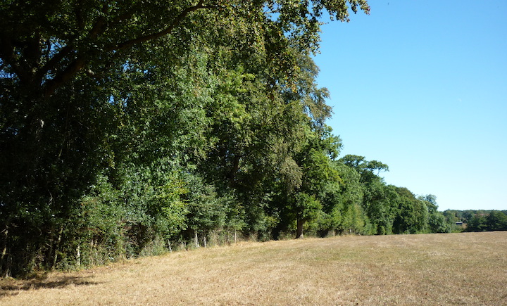 Forêt, bois, bosquets et boqueteaux - Biomasse Normandie