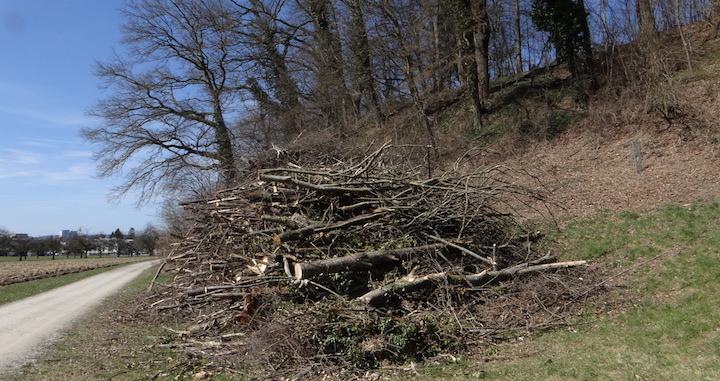 Le bois-énergie, lueur d’espoir de la gestion forestière durable en Suisse