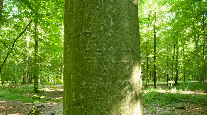 Distribution des forêts méditerranéennes et autres espaces boisés sur