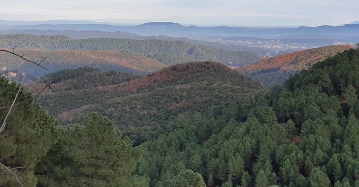 Dans le département du Gard, promouvoir le bois-énergie pour soutenir la filière forestière