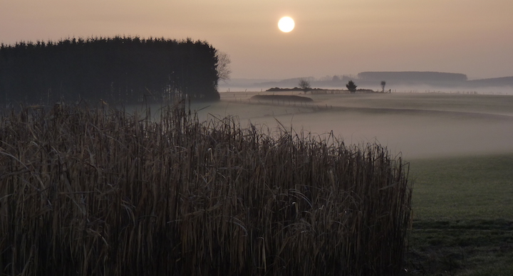 La production de miscanthus, gestions et performances en Centre Ardenne