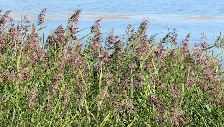 Du bois de saules et des roseaux pour les chaufferies biomasse de Bordeaux Métropole