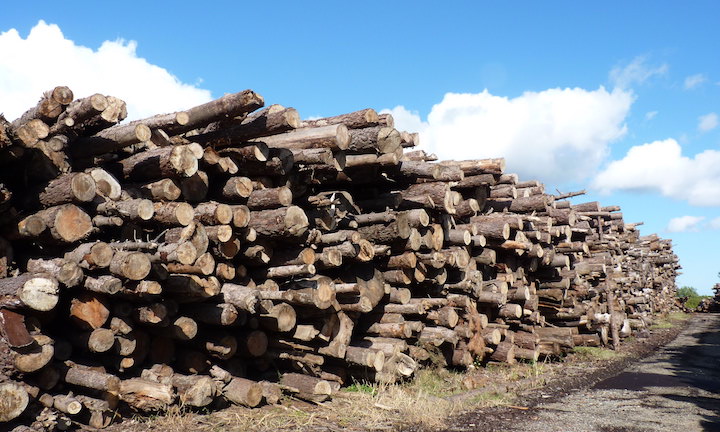 Du meilleur usage possible du bois pour lutter efficacement contre le changement climatique !