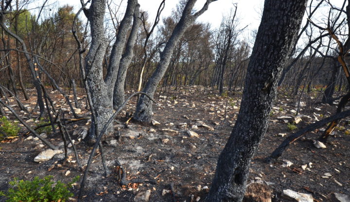 Le bois-énergie, meilleur ami de la forêt contre les incendies