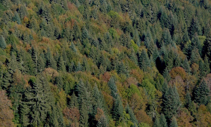 La forêt proche de la nature, auto-régénérée et à couvert permanent peut-elle être rentable ?