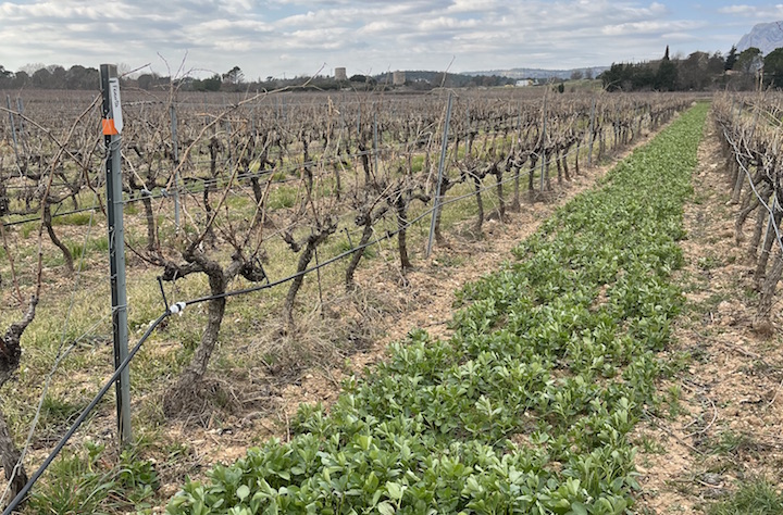 L’énorme potentiel des cultures intermédiaires à vocation énergétique entre rangs de vigne